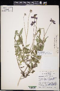 Bidens aequisquama image