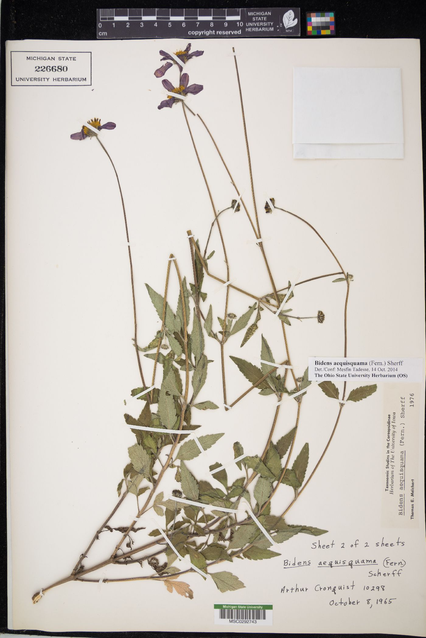 Bidens aequisquama image