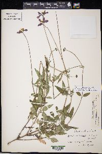 Bidens aequisquama image