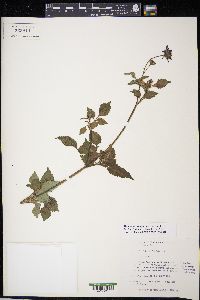 Bidens aequisquama image