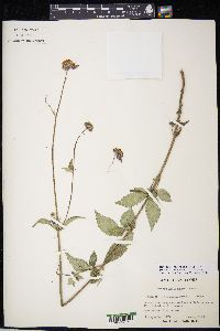 Bidens aequisquama image