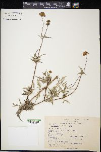 Bidens aequisquama image