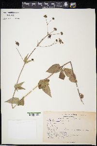 Bidens aequisquama image