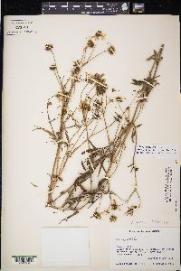 Bidens aurea image