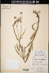 Bidens aurea image