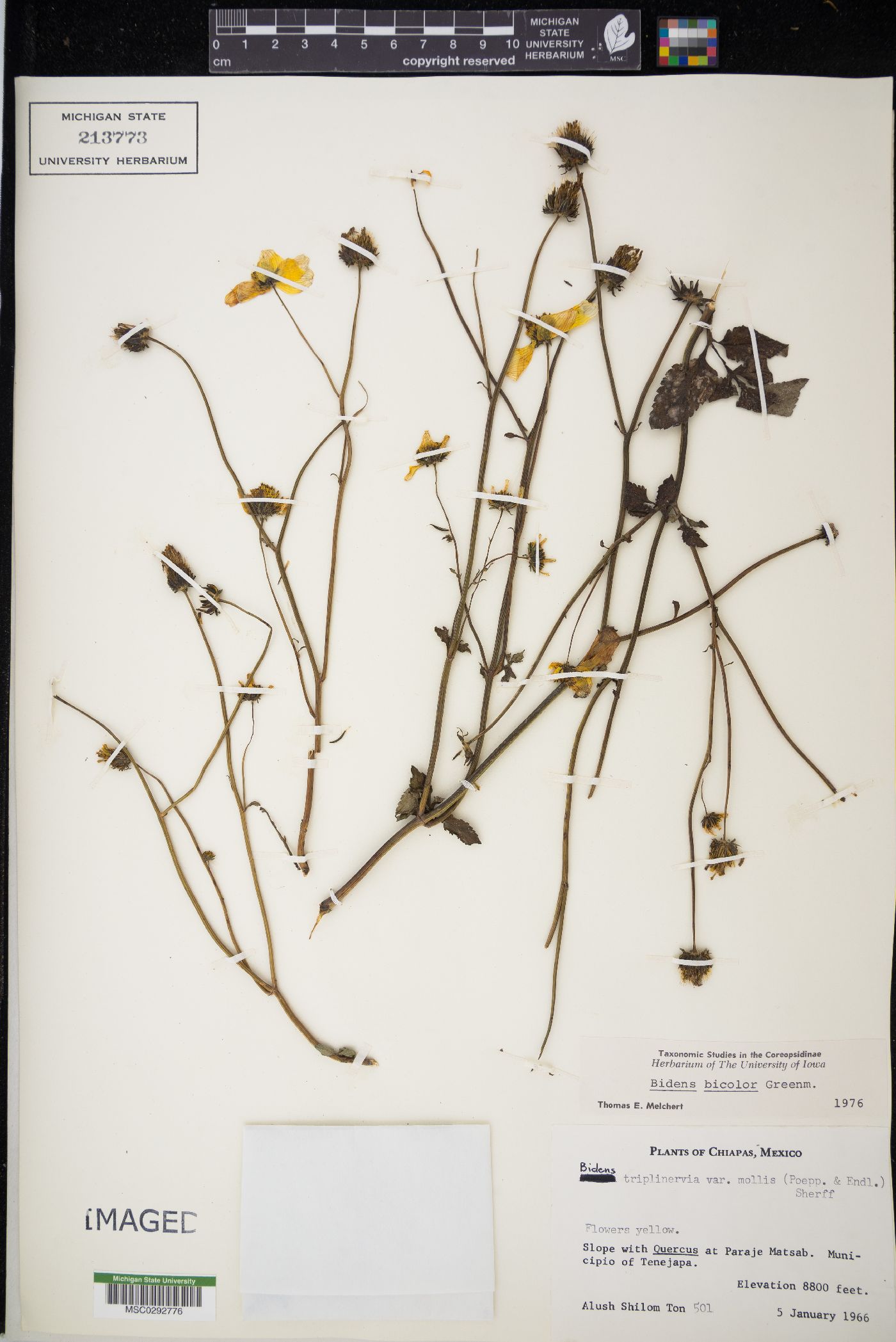 Bidens bicolor image