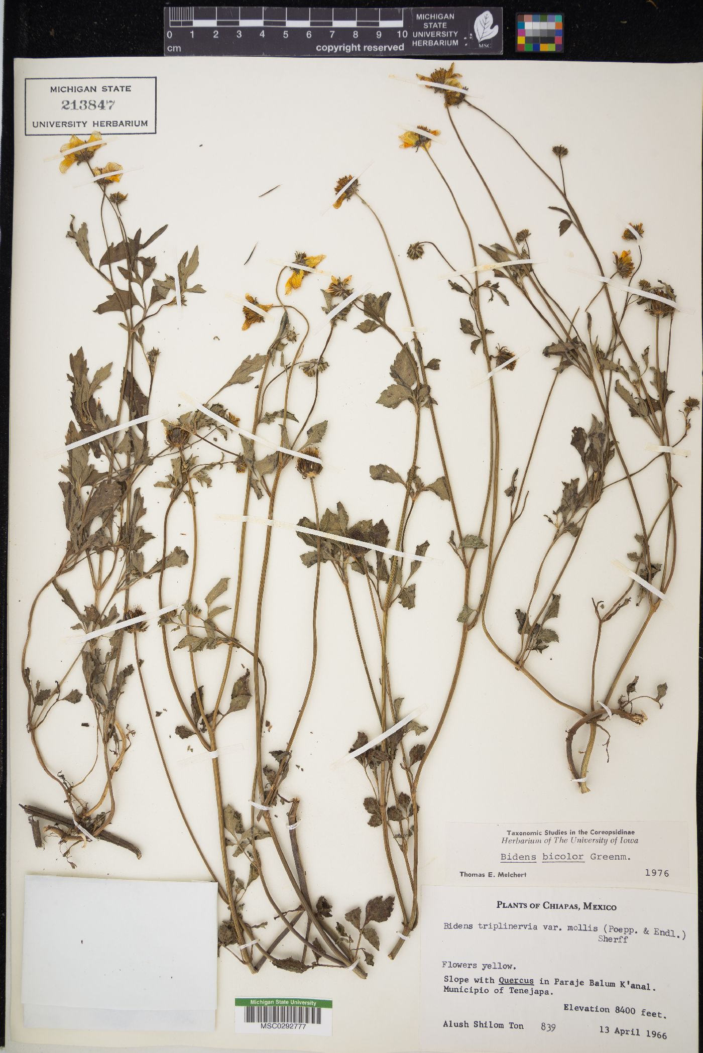 Bidens bicolor image