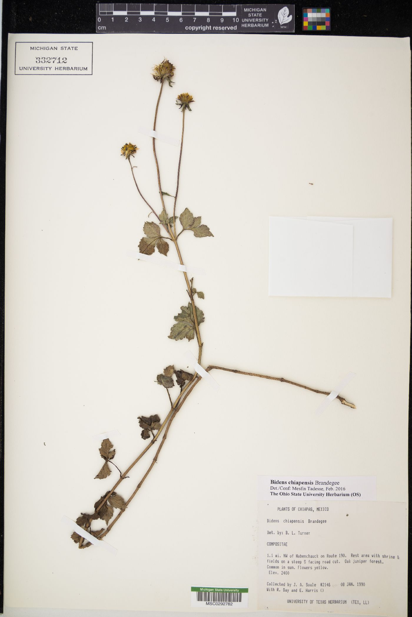 Bidens chiapensis image