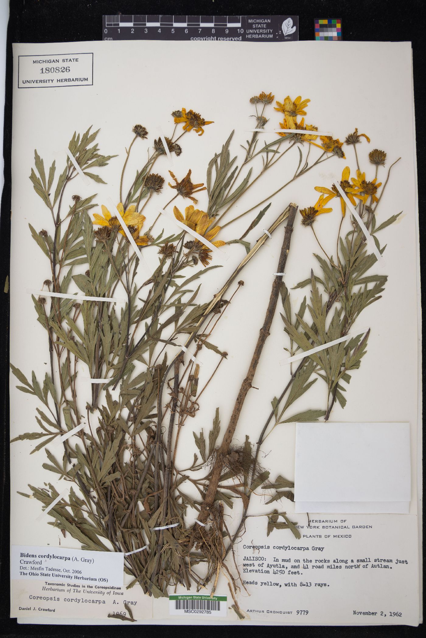 Bidens cordylocarpa image