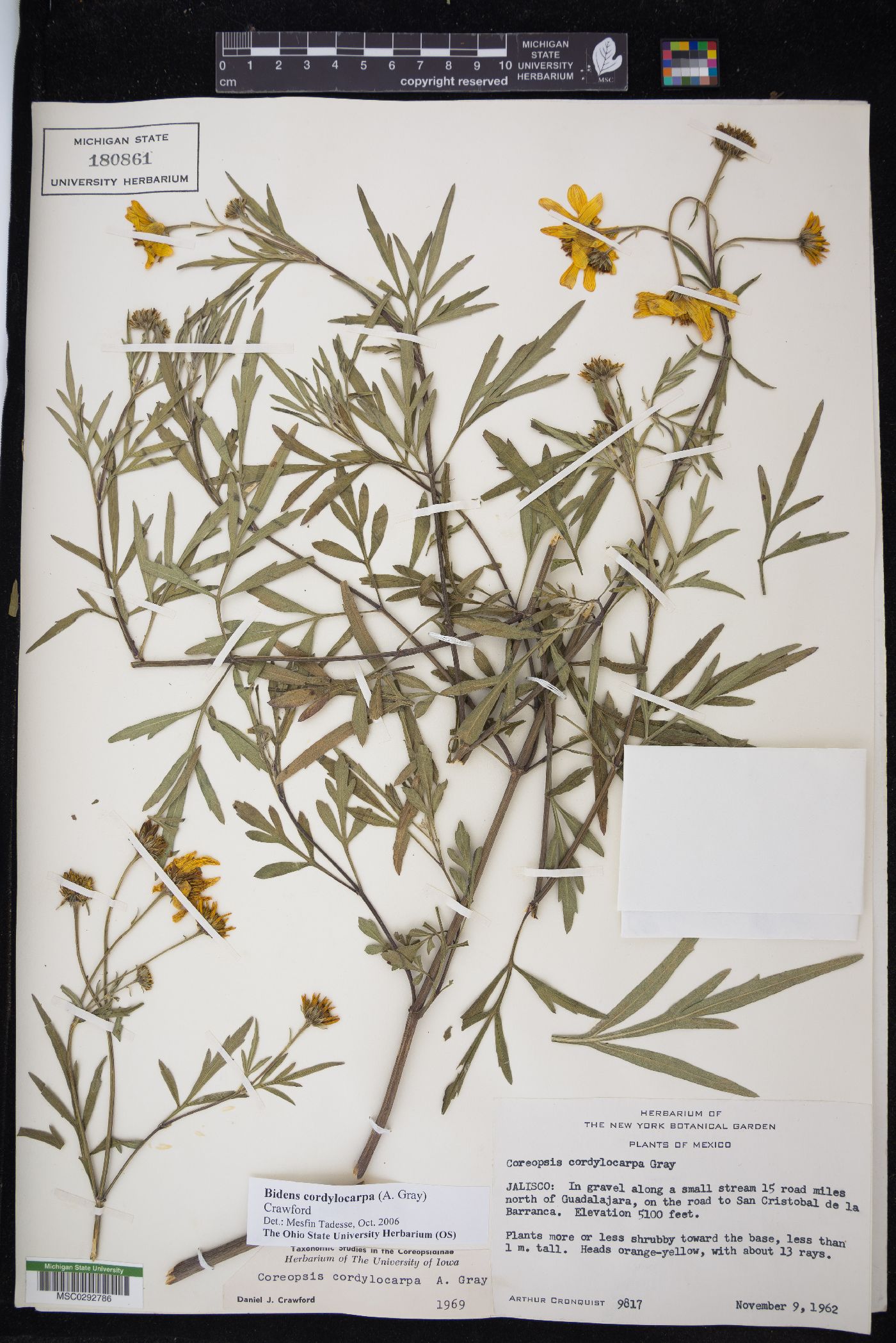 Bidens cordylocarpa image