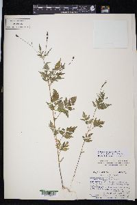 Bidens leptocephala image