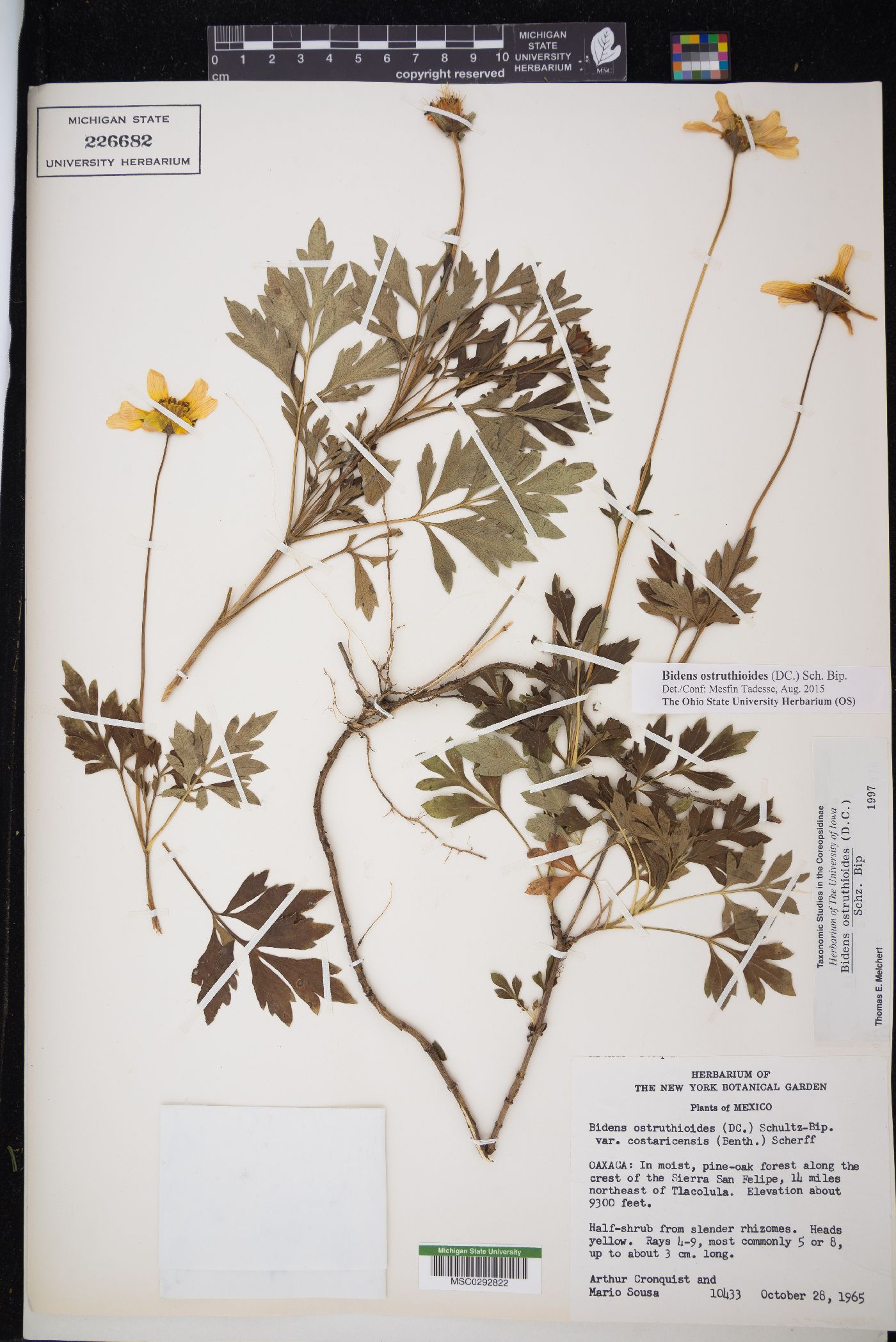 Bidens ostruthioides image