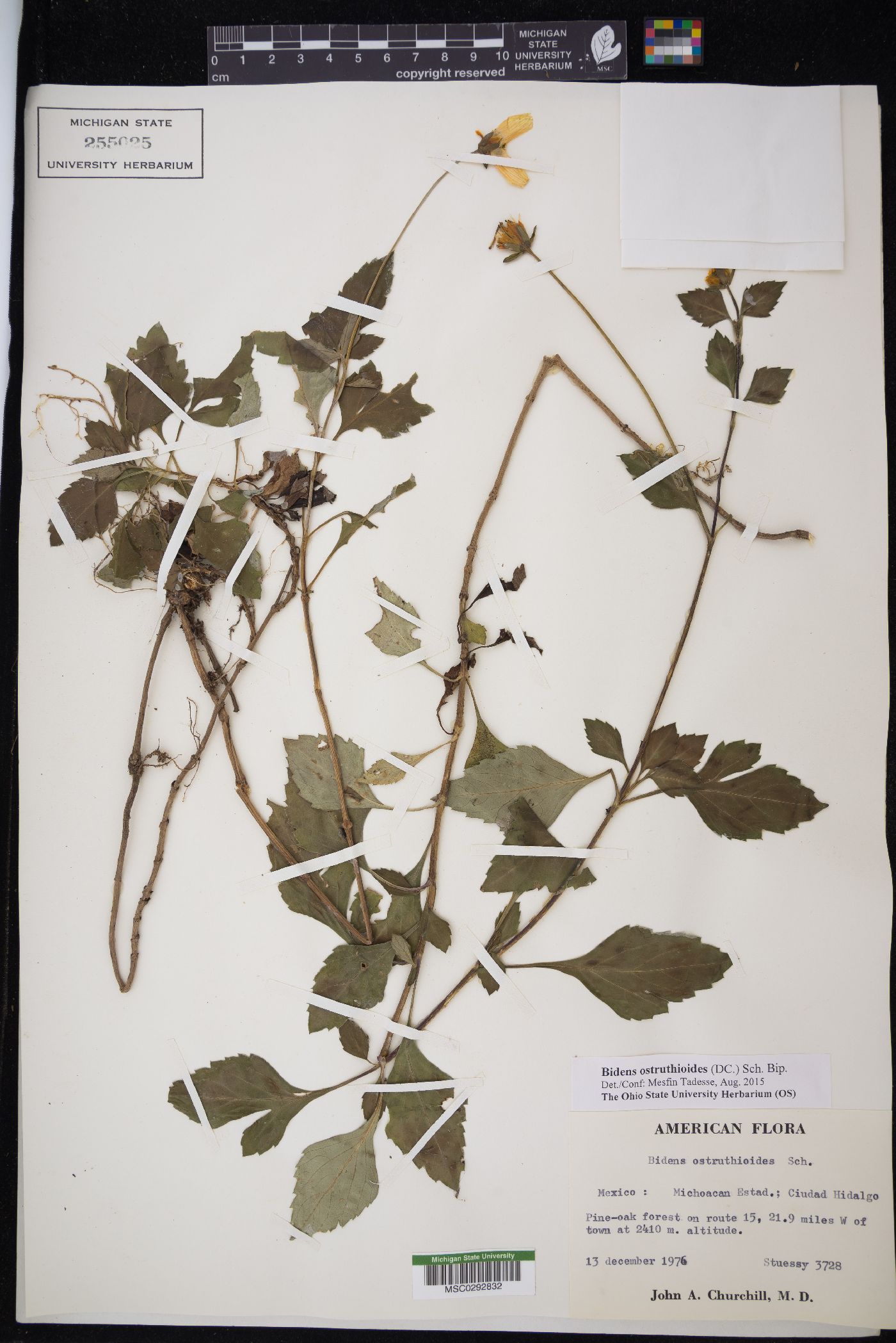 Bidens ostruthioides image