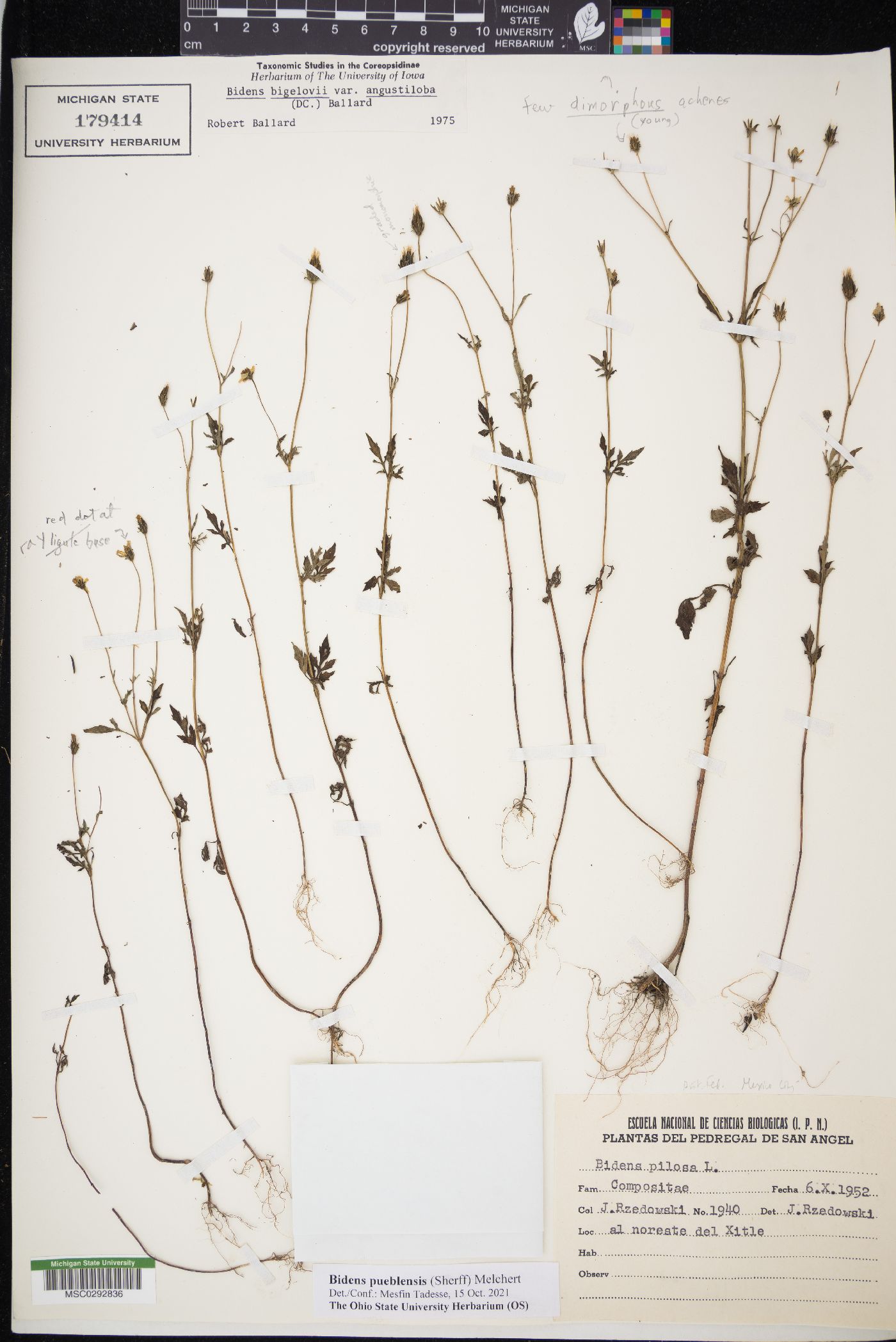 Bidens pueblensis image