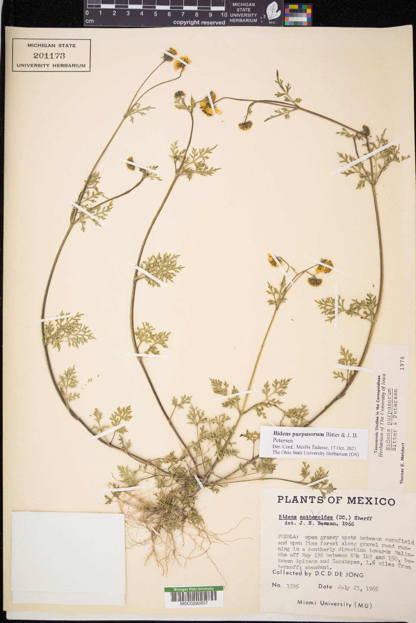 Bidens purpusorum image