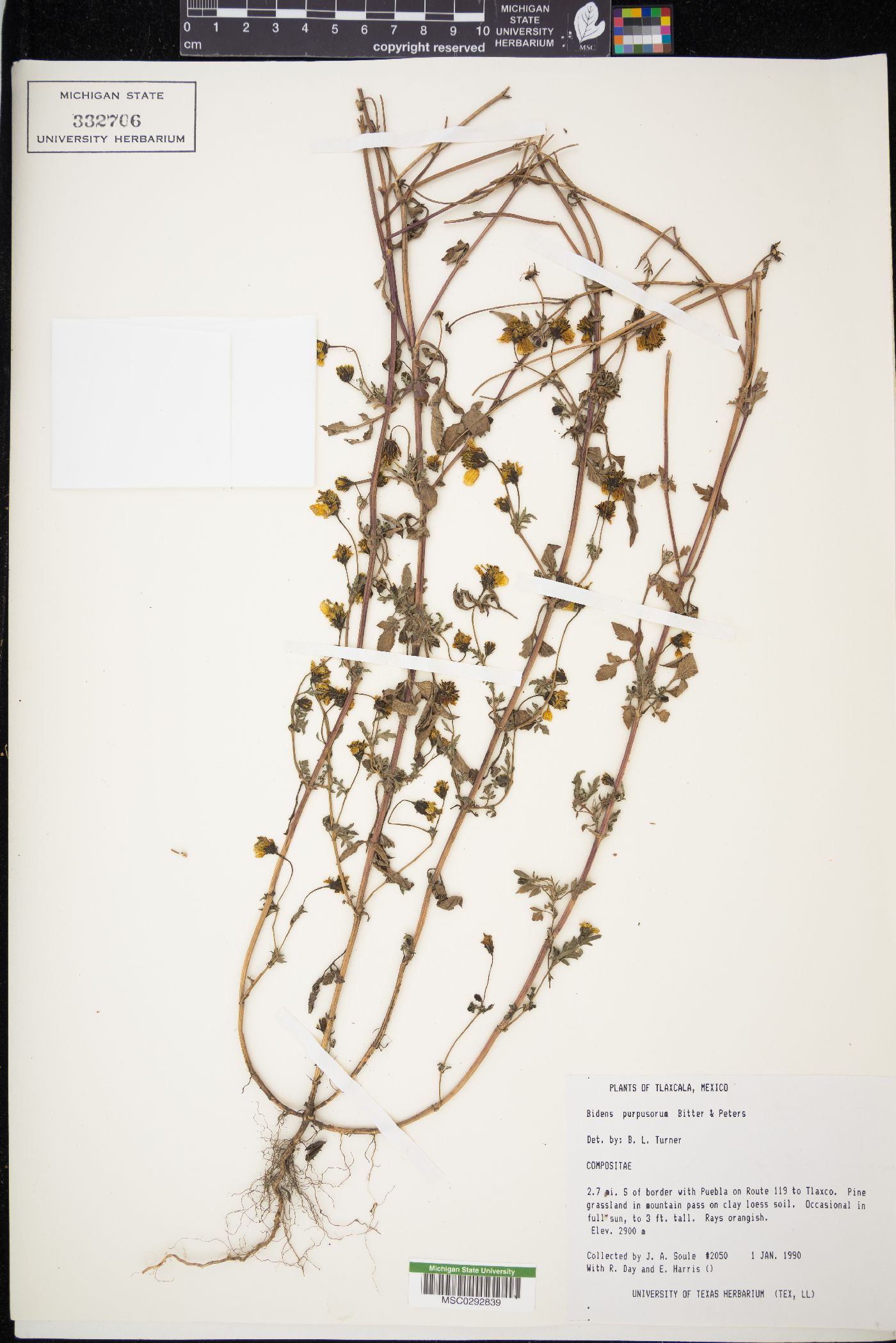 Bidens purpusorum image
