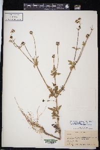 Bidens pilosa image