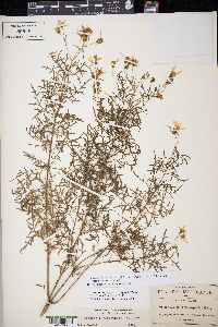 Coreopsis petrophila image