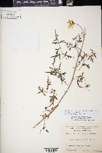 Coreopsis rhyacophila image