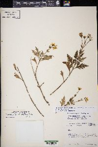 Coreopsis petrophiloides image
