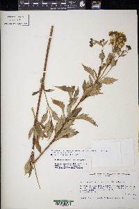 Coreopsis petrophiloides image