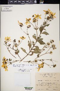 Coreopsis petrophiloides image