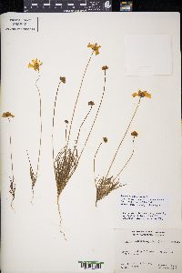 Leptosyne californica image