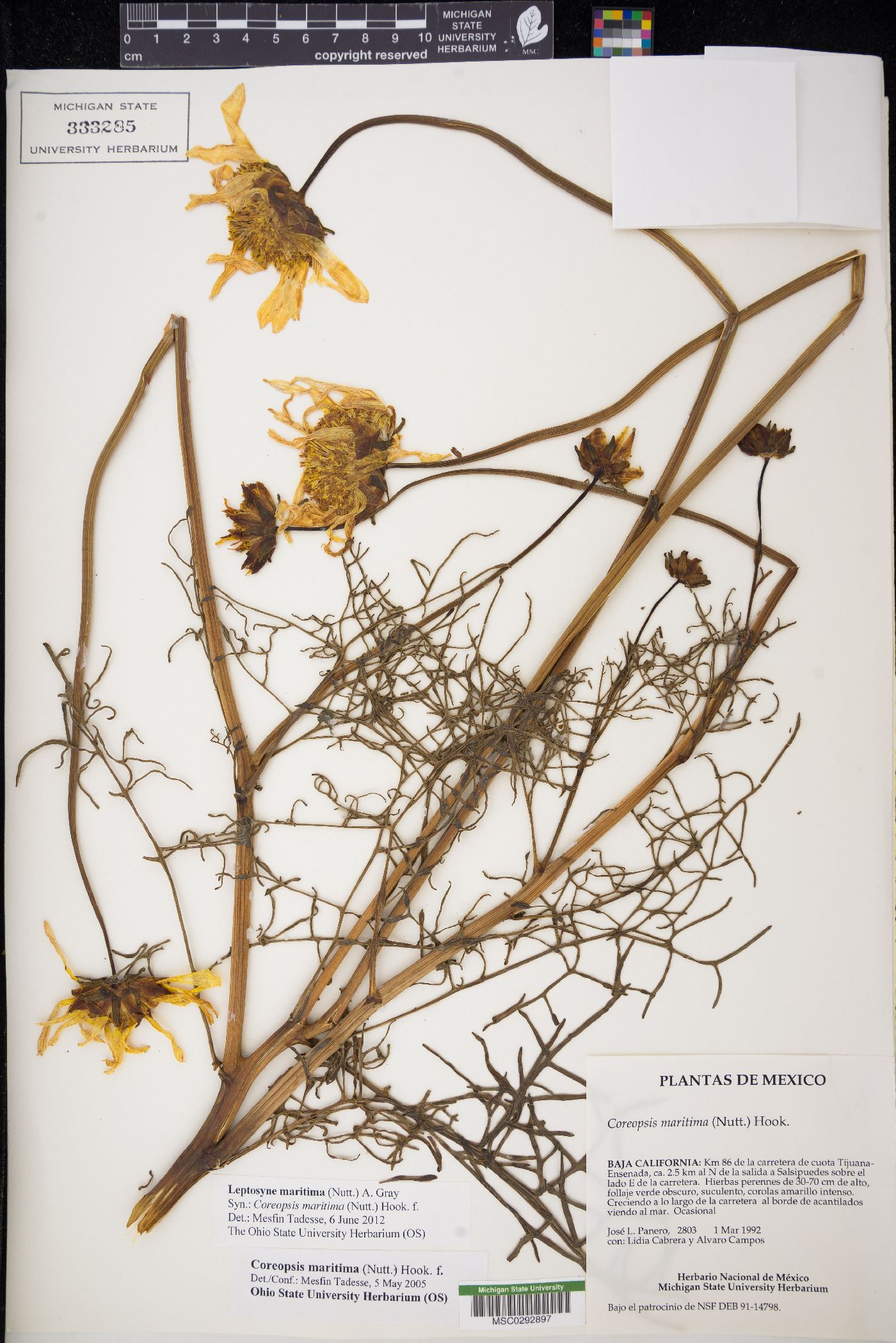 Coreopsis maritima image