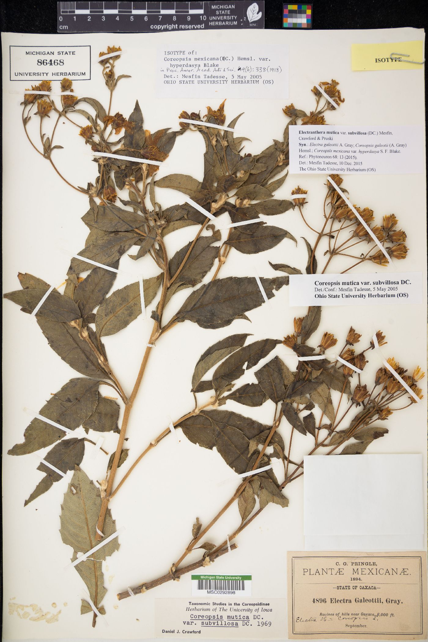 Electranthera mutica var. subvillosa image
