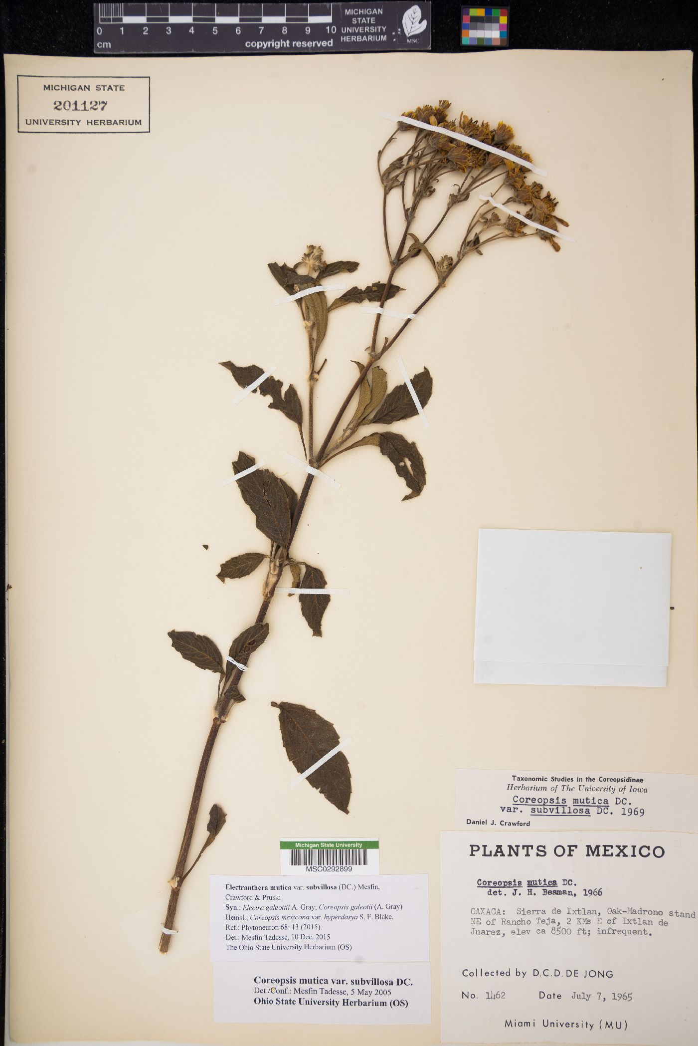 Electranthera mutica image