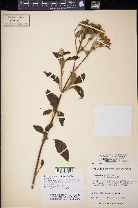 Electranthera mutica image