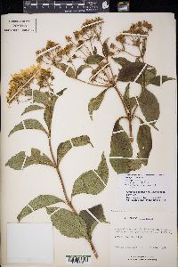 Electranthera mutica image