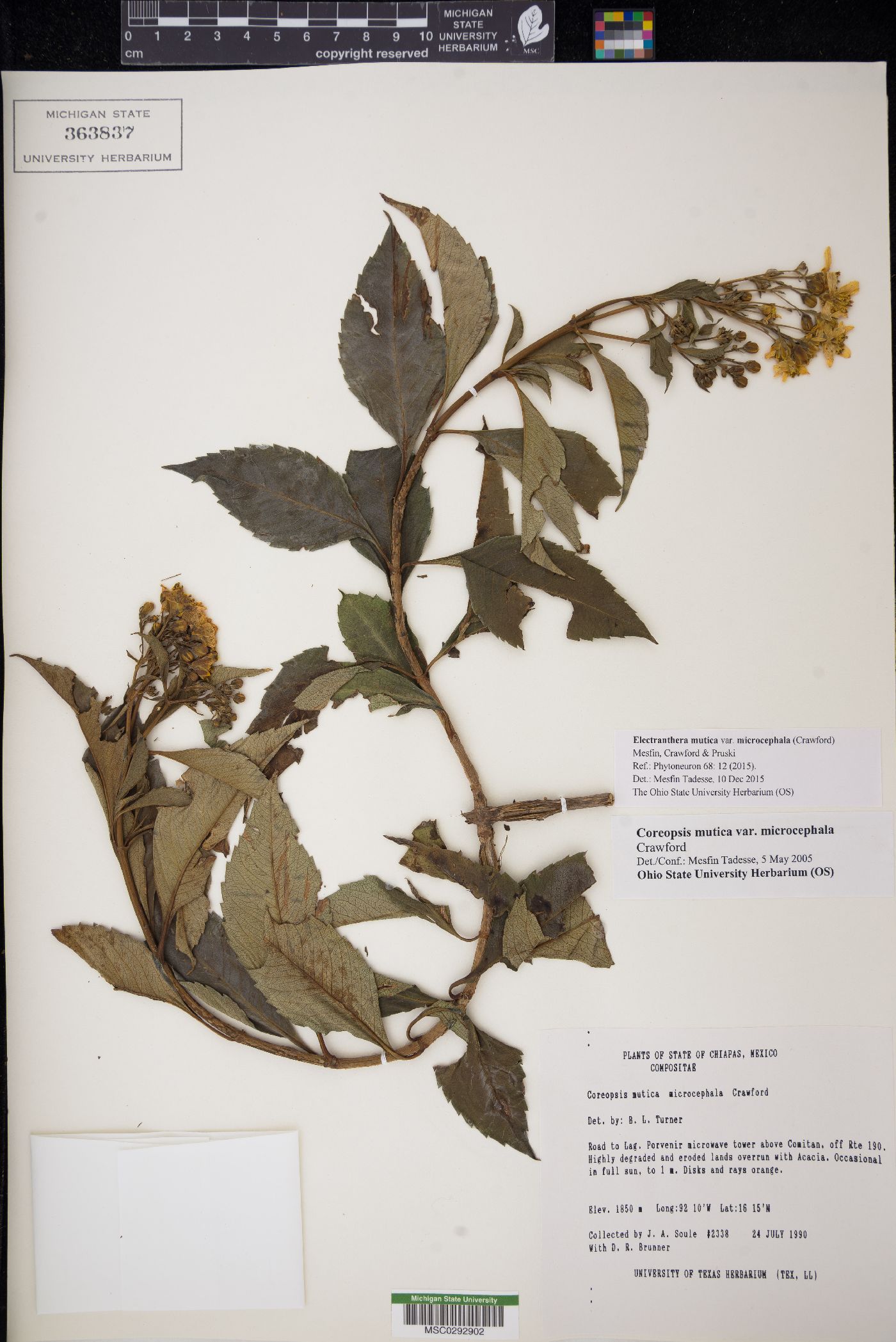 Electranthera mutica var. microcephala image