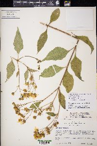 Electranthera mutica image