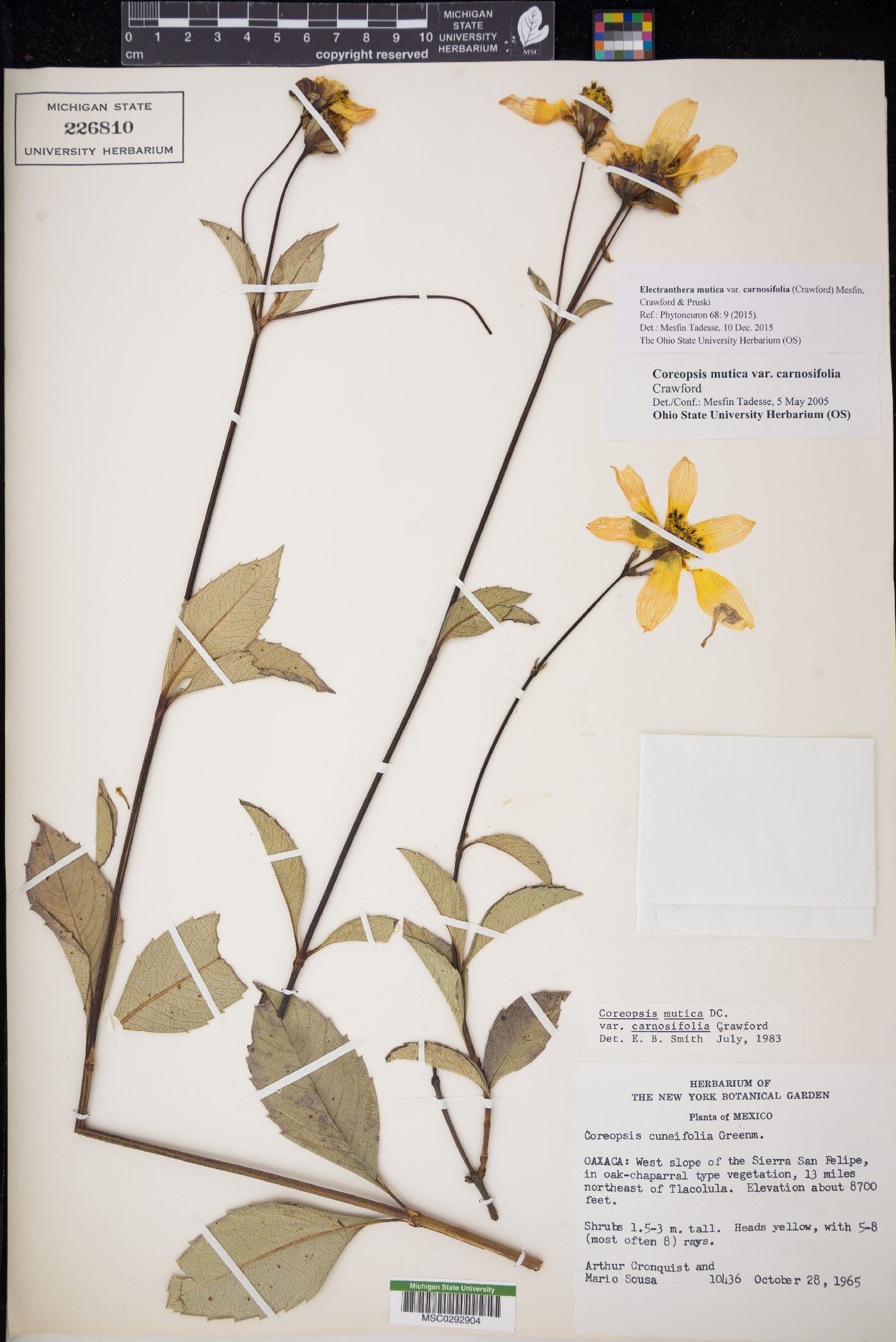 Electranthera image