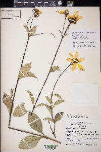 Electranthera mutica image