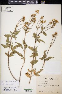 Electranthera mutica image