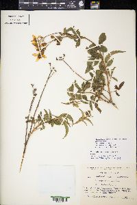 Electranthera mutica image