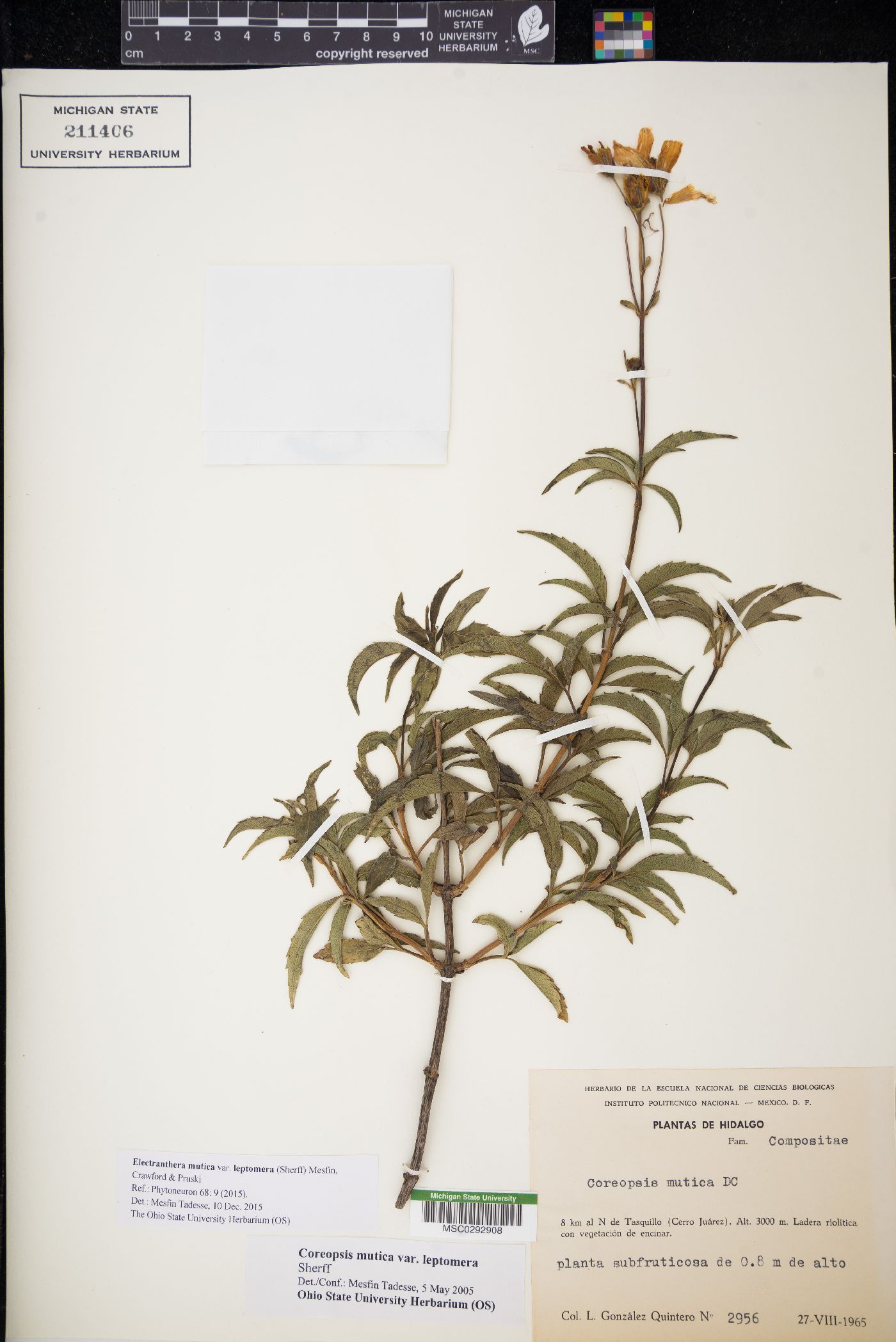 Electranthera mutica image