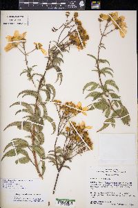 Electranthera mutica image