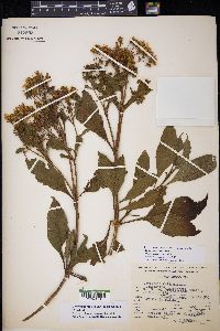 Electranthera mutica var. microcephala image