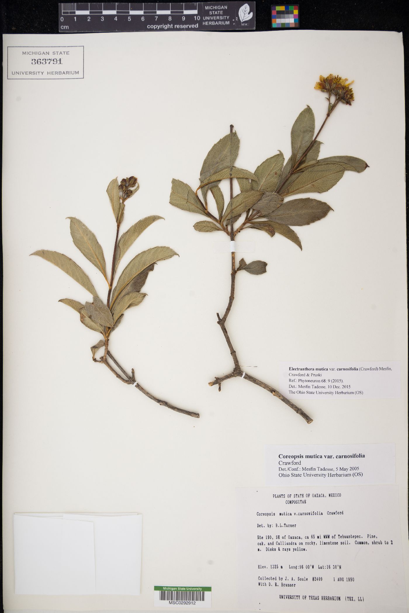 Electranthera mutica var. carnosifolia image