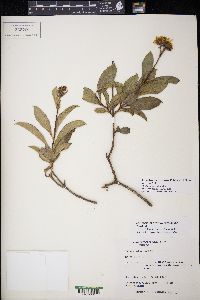 Electranthera mutica image