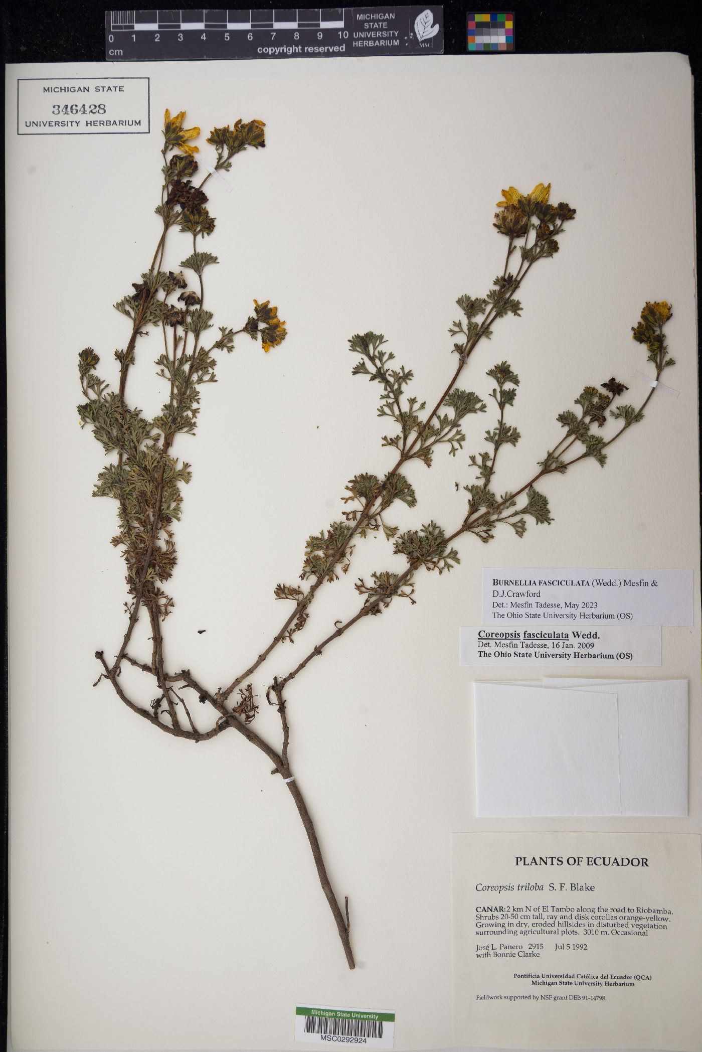 Coreopsis fasciculata image