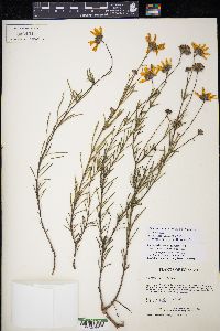 Coreopsis venusta image