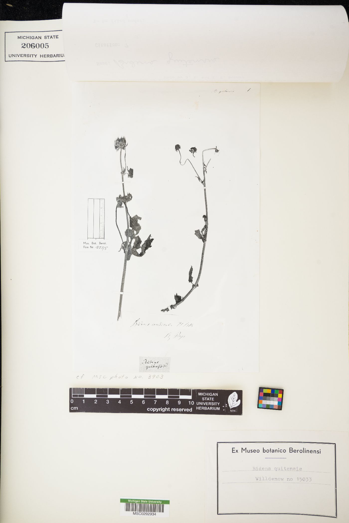 Bidens andicola image