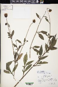 Bidens sambucifolia image