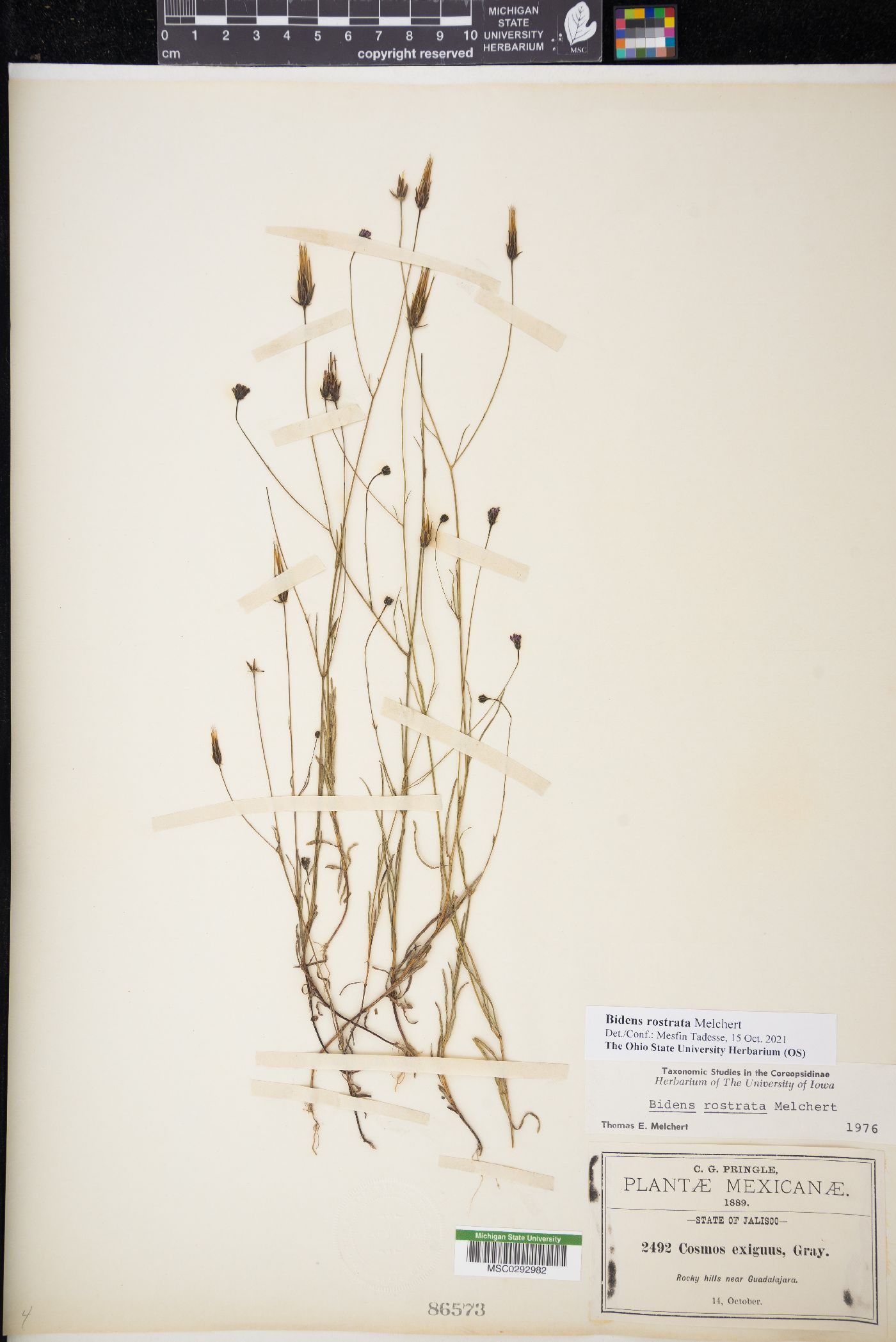 Bidens rostrata image