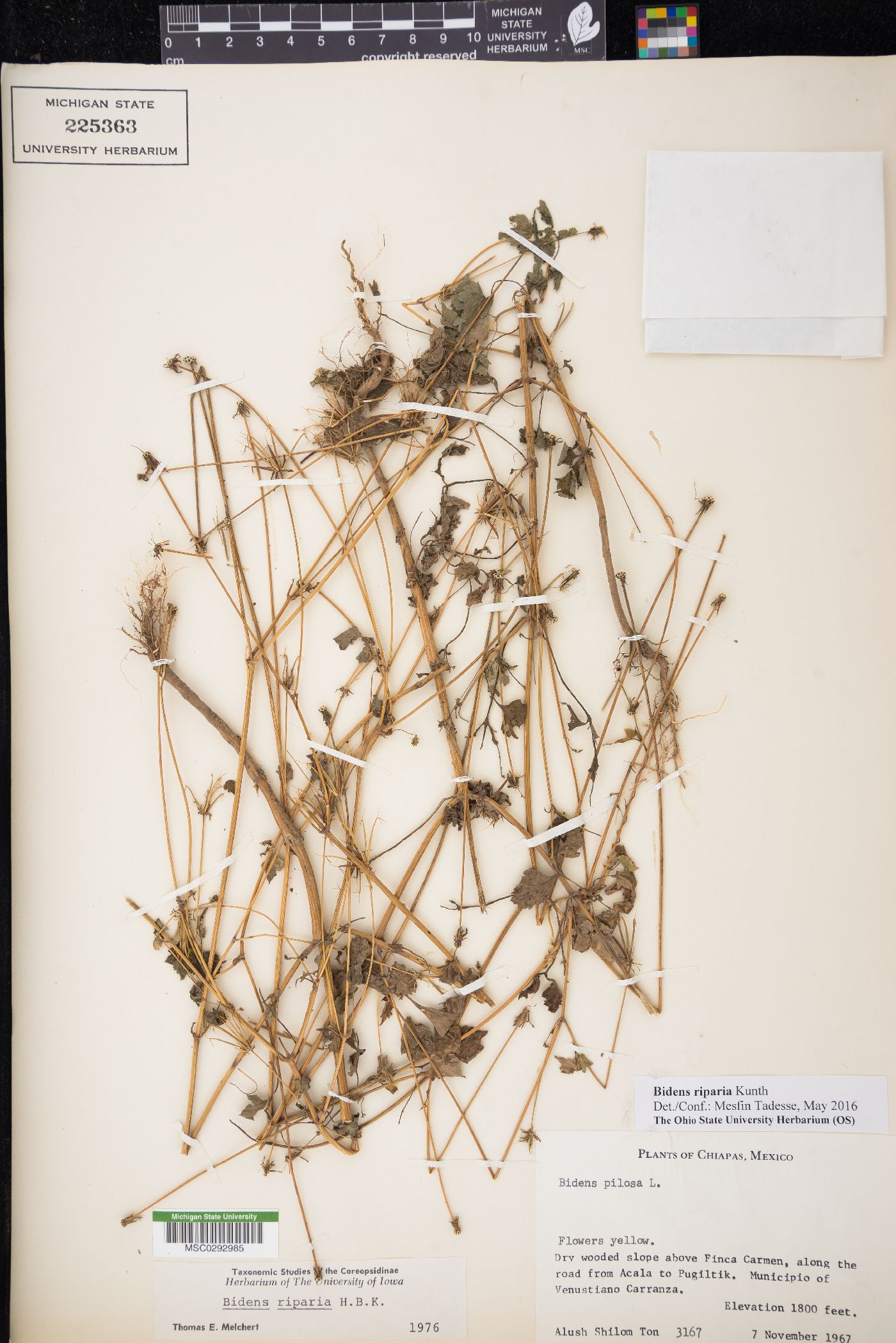 Bidens riparia image