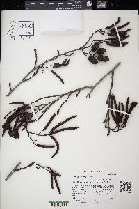 Alnus glutinosa image